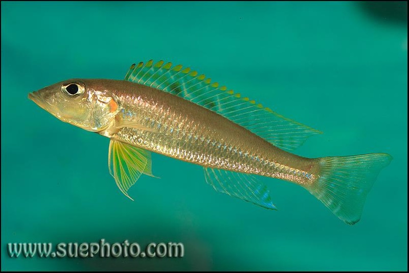 Reganochromis calliurus 'Chituta Bay'